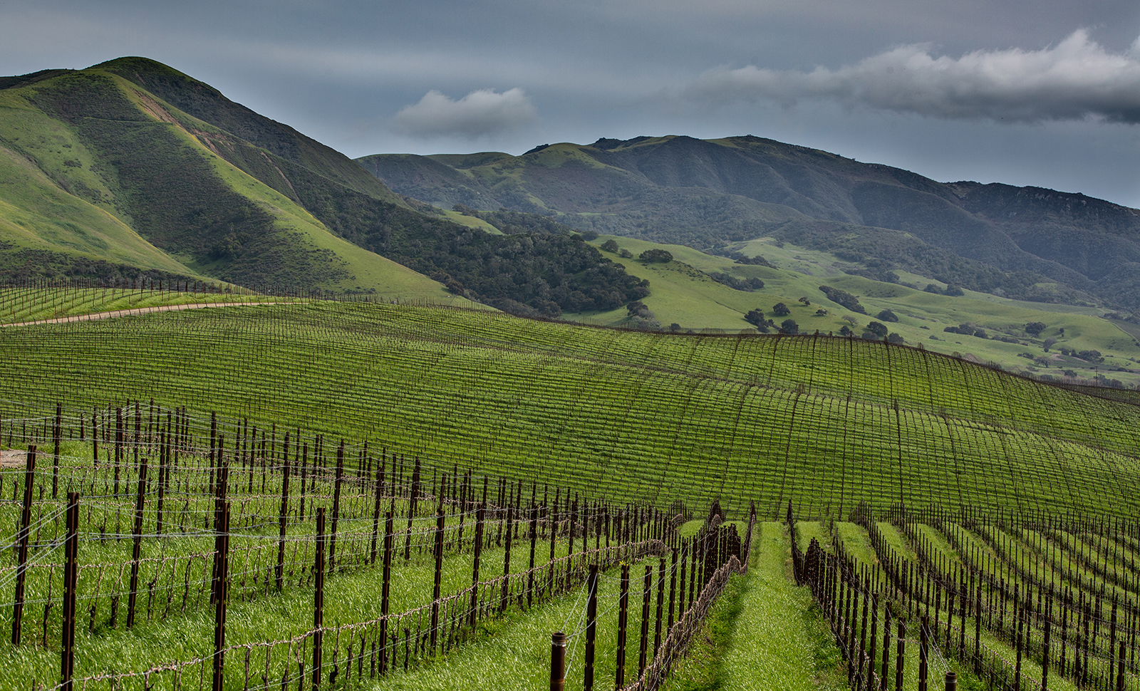 1_Pence_vineyard_header_1600x970