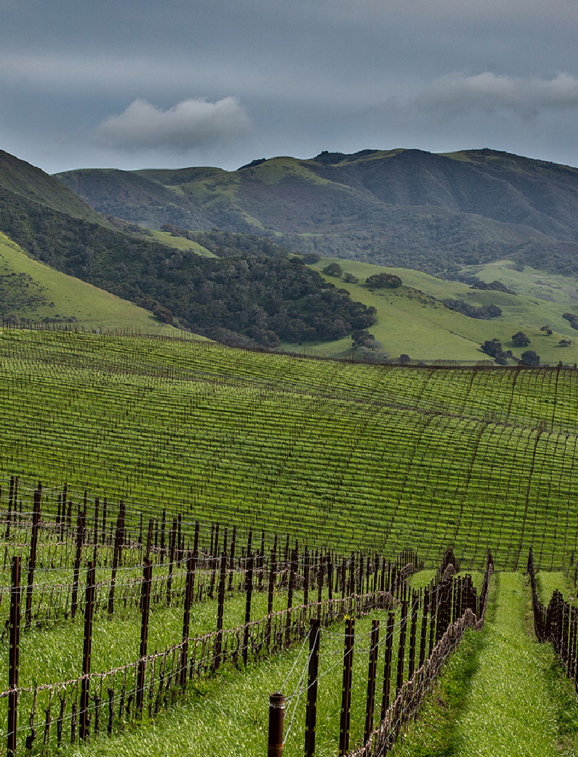1_Pence_vineyard_header_1600x970 Mobile