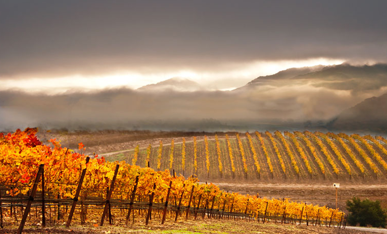 2_Pence_vineyard_header_1600x970