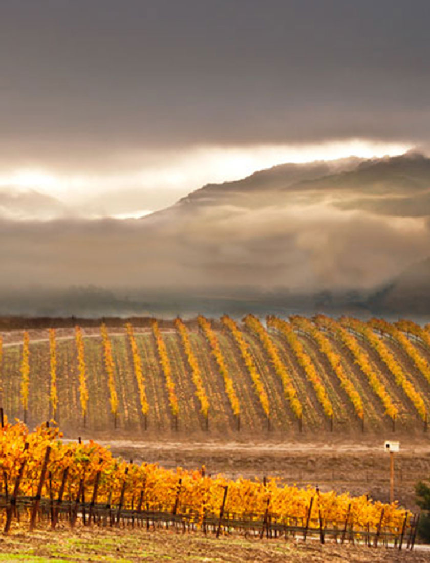 2_Pence_vineyard_header_1600x970 Mobile