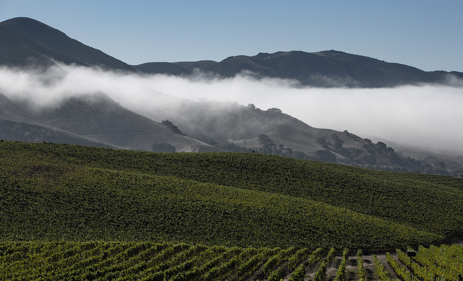 Vineyard image.