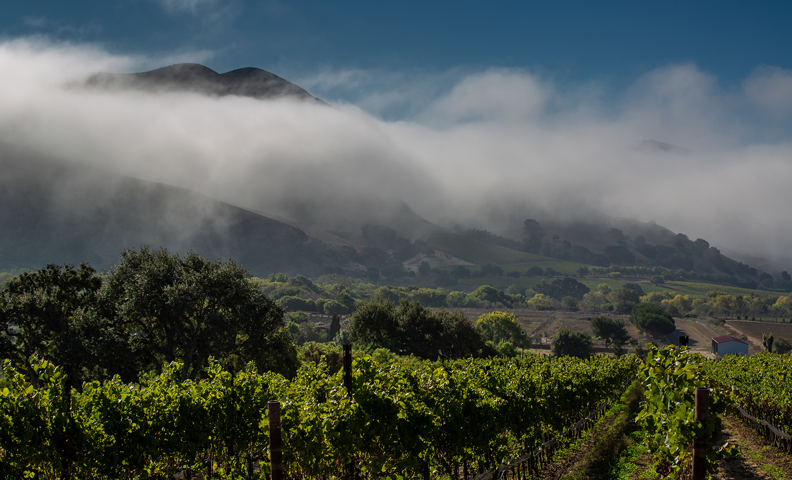 3_Pence_vineyard__header_1600x970