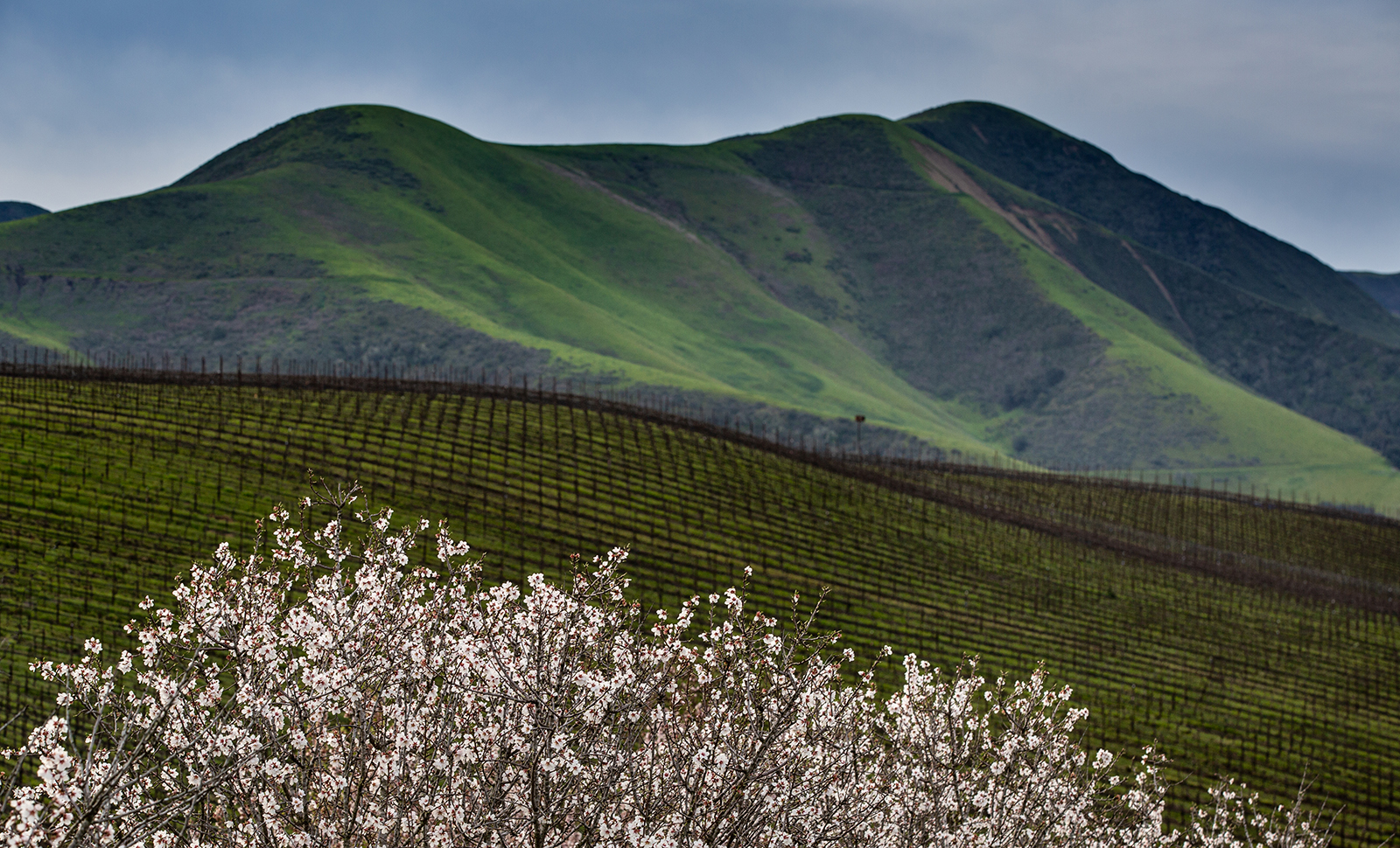 4_Pence_vineyard__header_1600x970