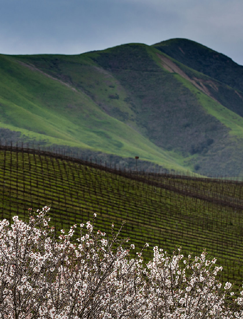 4_Pence_vineyard__header_1600x970 Mobile