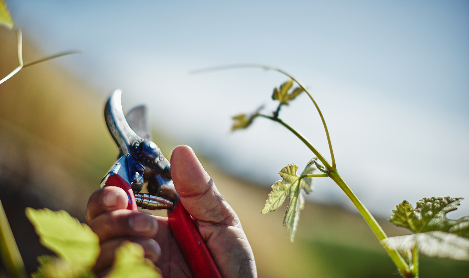 6_Pence_vineyard_notes_slider_1600x950