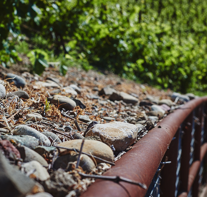 9_Pence_vineyard_footer_mobile_840x800