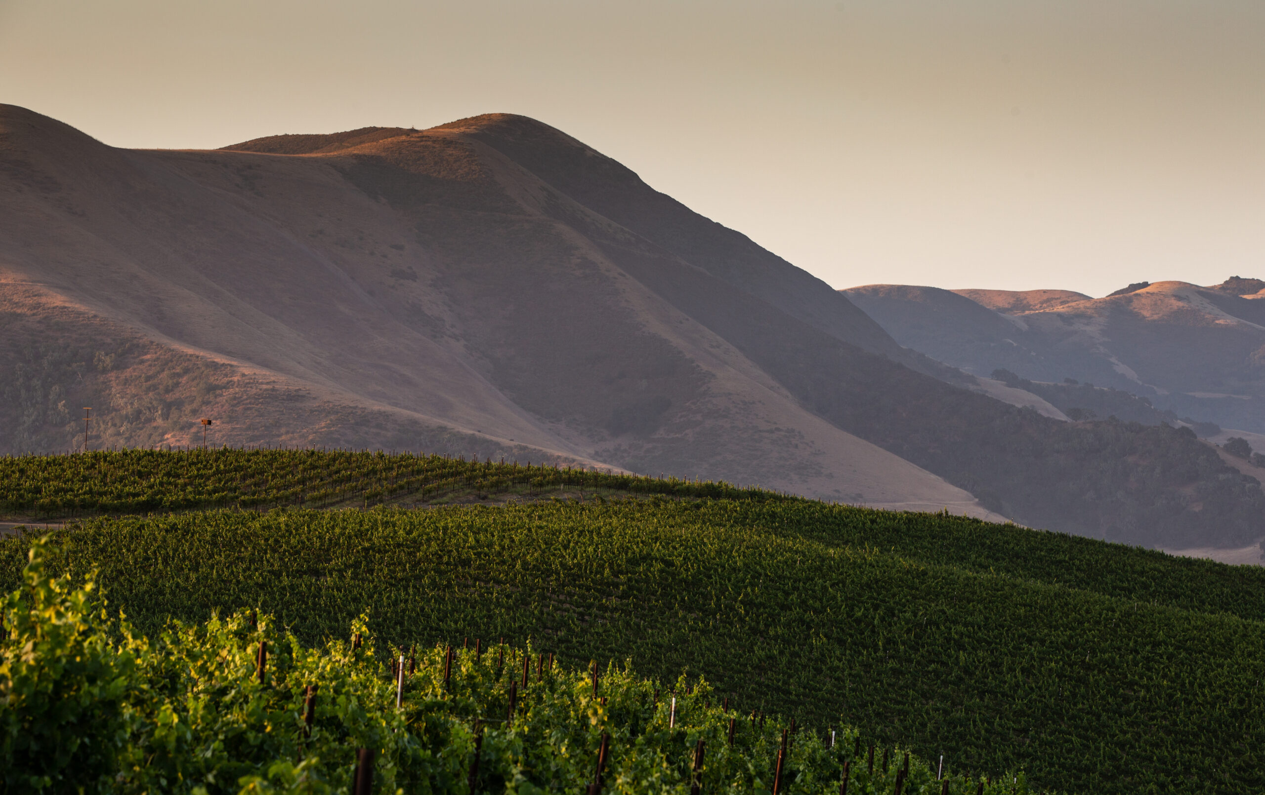 Pence Vineyard Summer Evening Shot #1 Mobile
