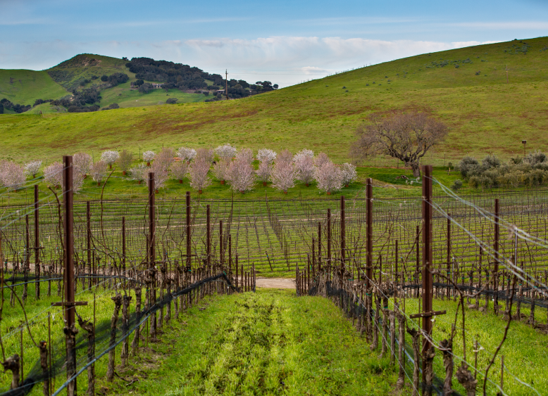 santa rita hills ava vineyards