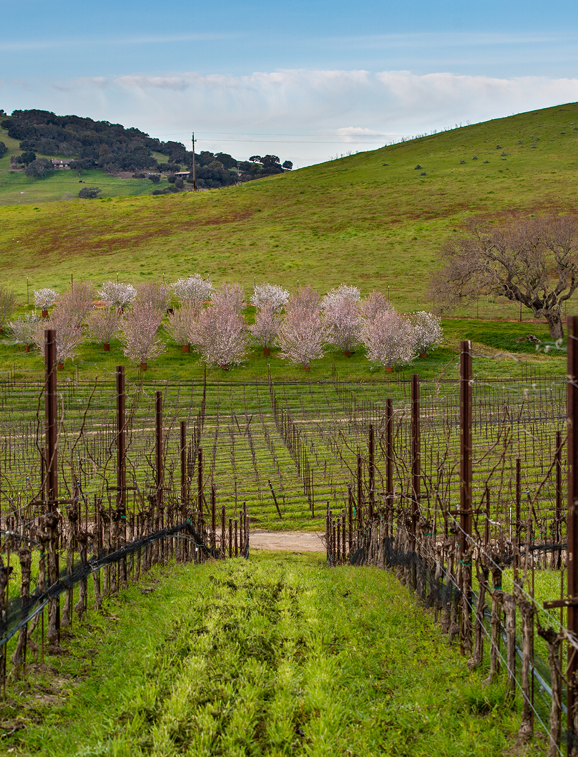santa rita hills ava vineyards Mobile