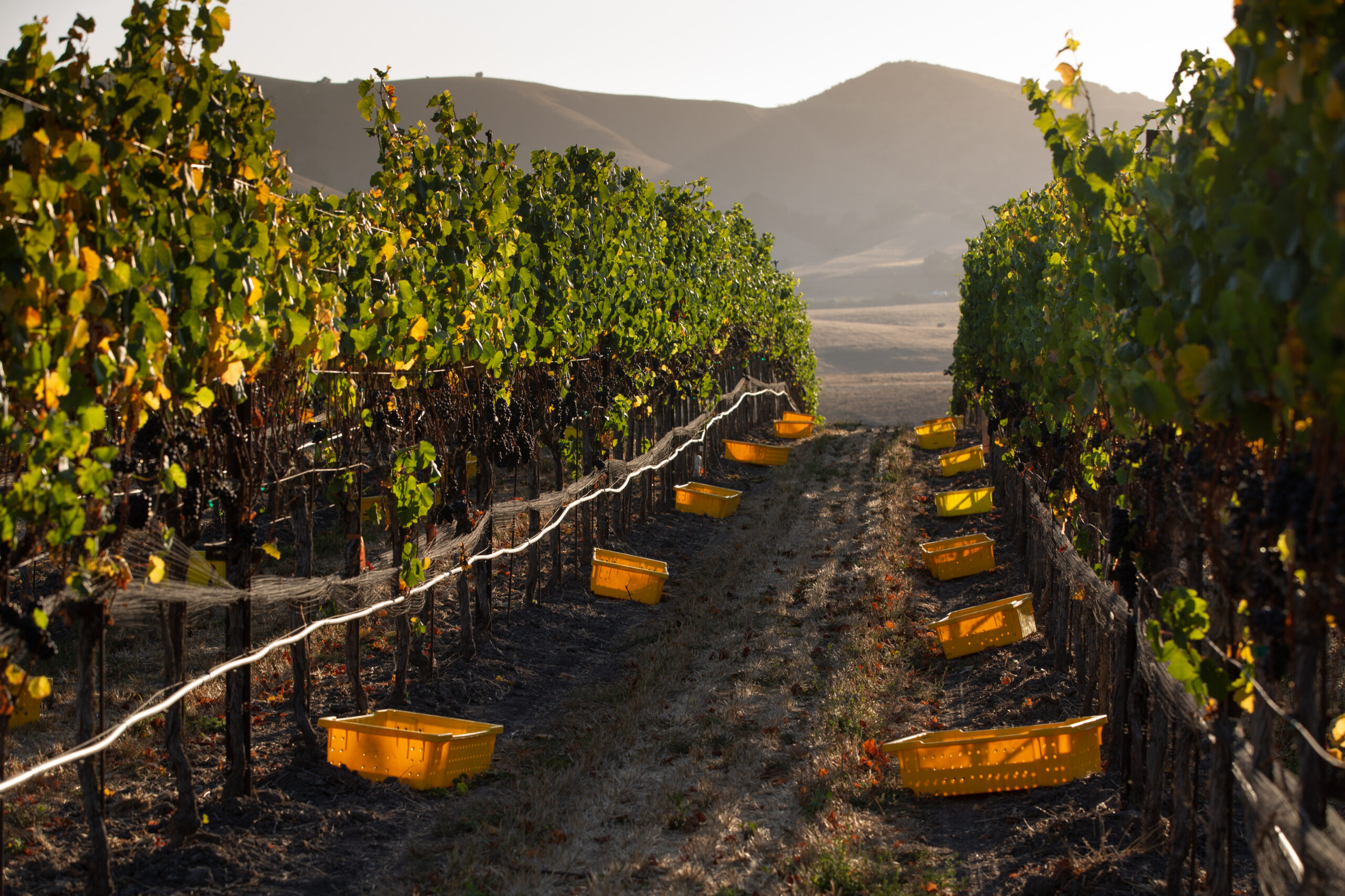 Vineyard row with FYB's